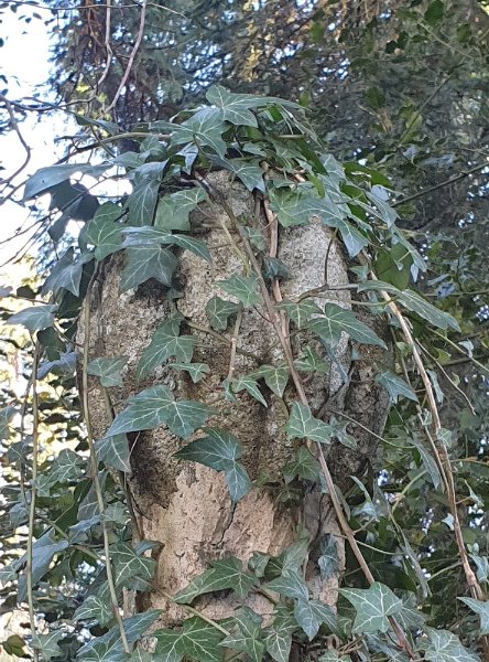 En tenue de camouflage.jpg