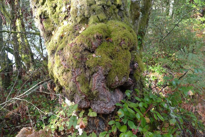 Chacun y voit ce qu'il veut....JPG