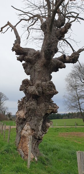 Châtaignier en balade.jpg