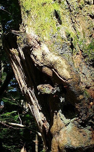 Parfait camouflage 1.jpg