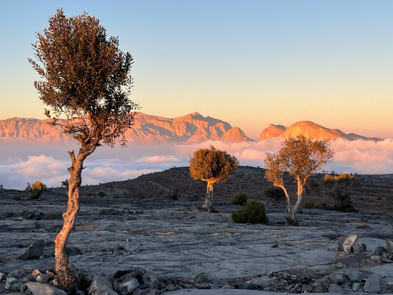 2026 01 28l - JoceMidée.jpg