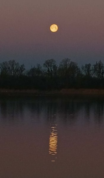 Coucher de lune ce matin.jpg