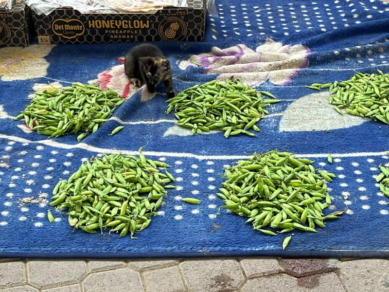 2026 02 07c - JoceMidée.jpg