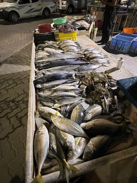 2026 02 08g - JoceMidée.jpg