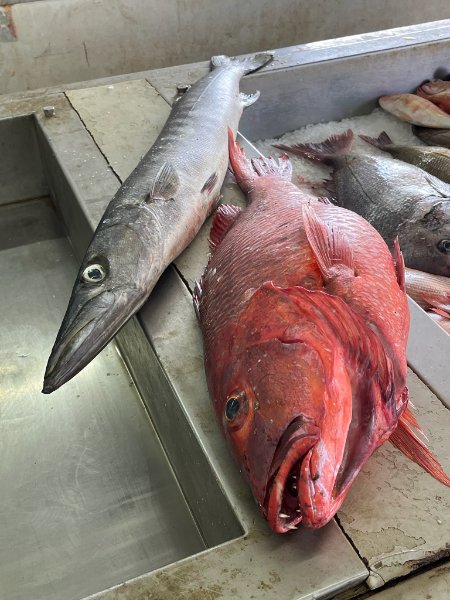 2026 02 10zc - JoceMidée.jpg