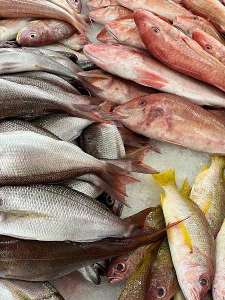 2026 02 10zd - JoceMidée.jpg