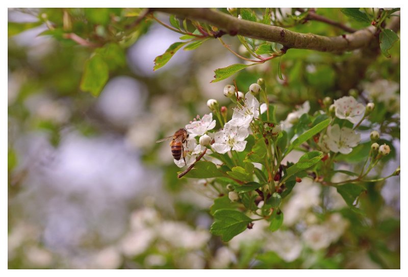 12 04 26 fleurs (22).jpg