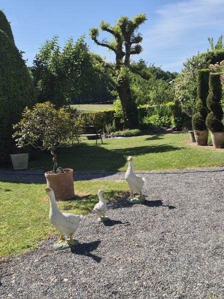 oies de st léger.jpg