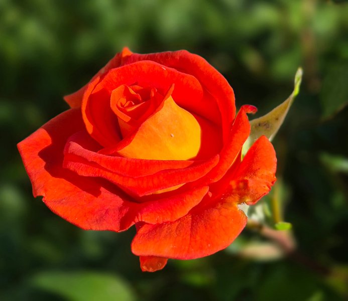 Rose de st léger.jpg