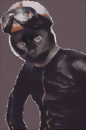 Avatar du membre