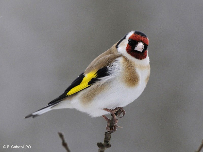 ++ Oiseaux chardonneret.jpg