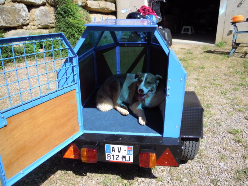 Chien 1.JPG