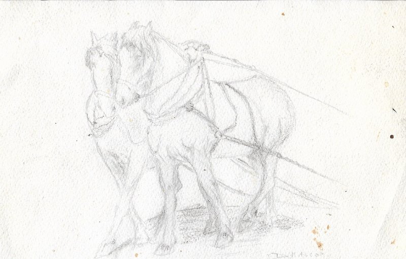 chevaux 001.jpg