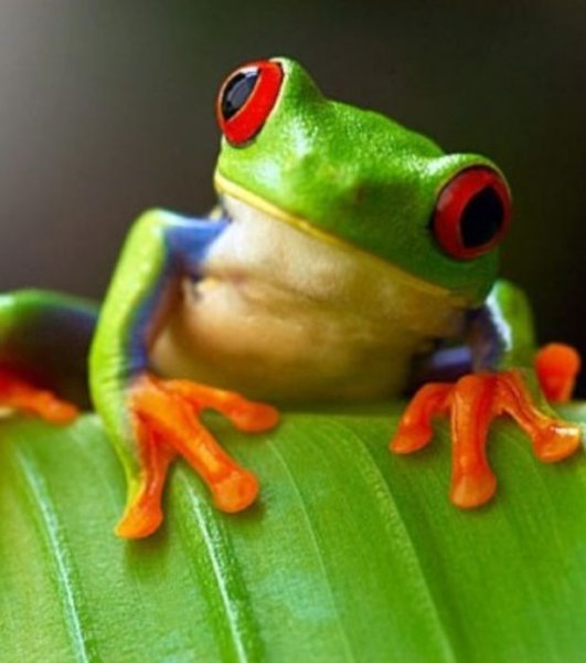 grenouille-2.jpg