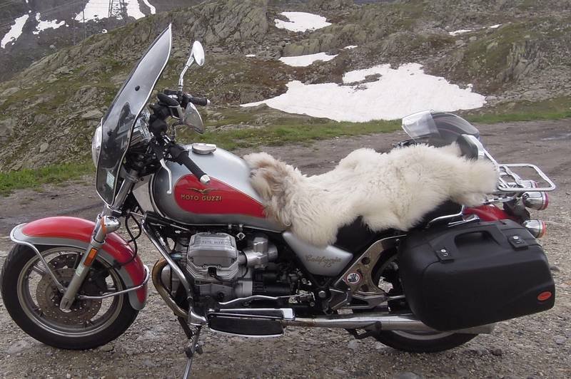 mouton-reduit.JPG