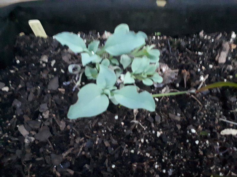 huitre vegetale.jpg