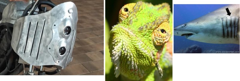 BioMimetisme.jpg