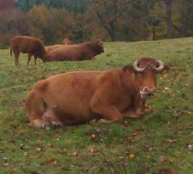 Une vache non violente.jpg