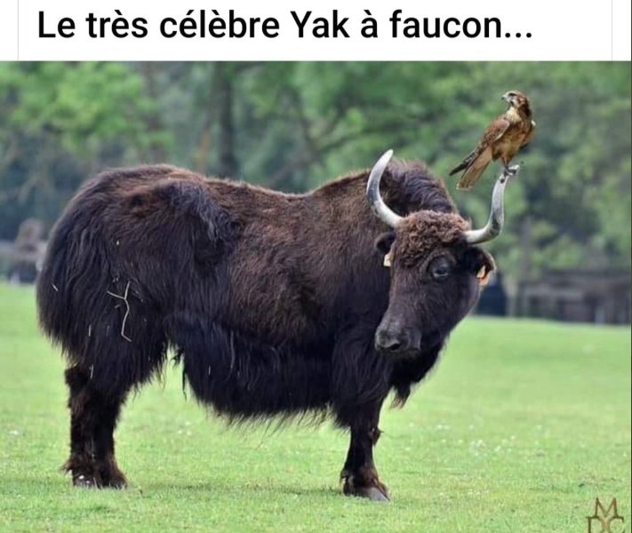 yack à faucon.jpg