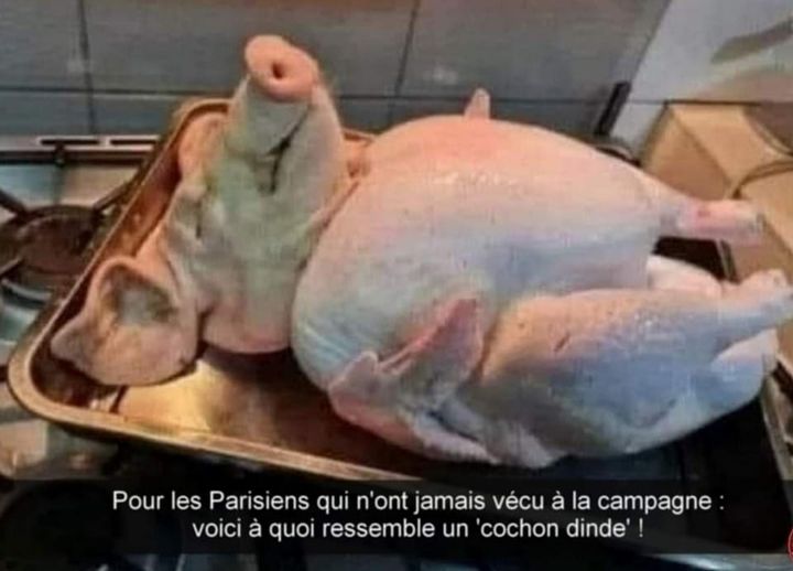cochon d'inde.jpg