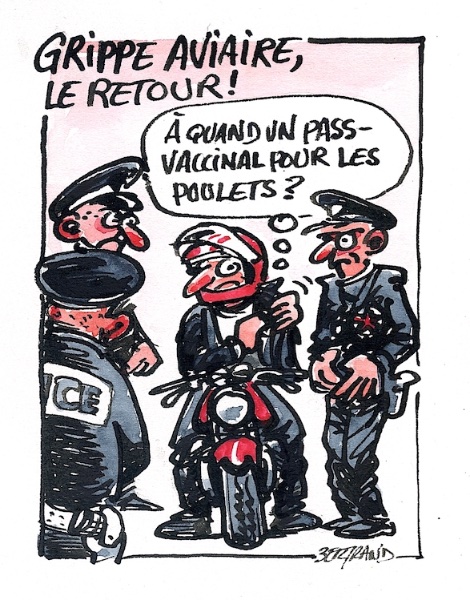grippe du poulet.jpg