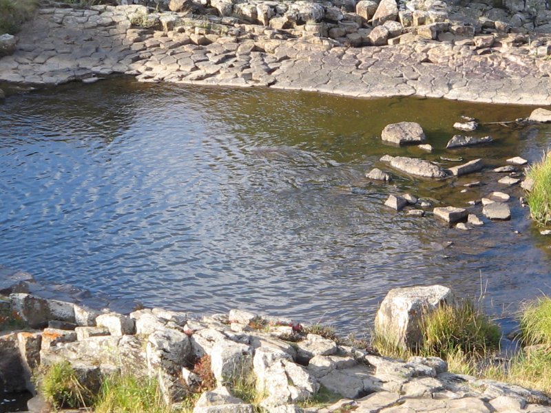 aubrac 08 005.jpg