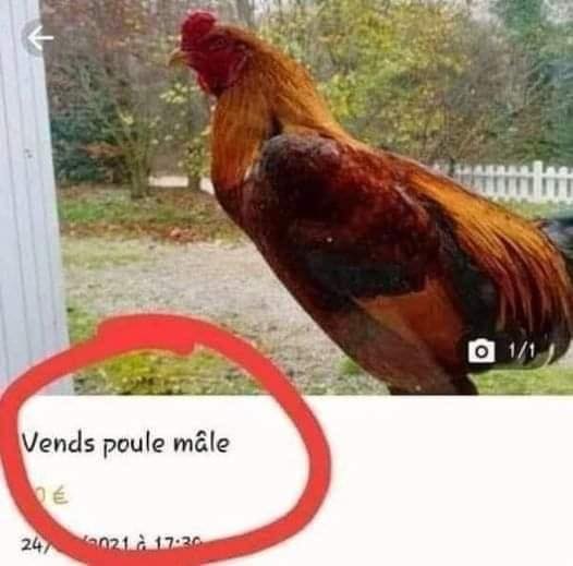 Poulmal.jpg