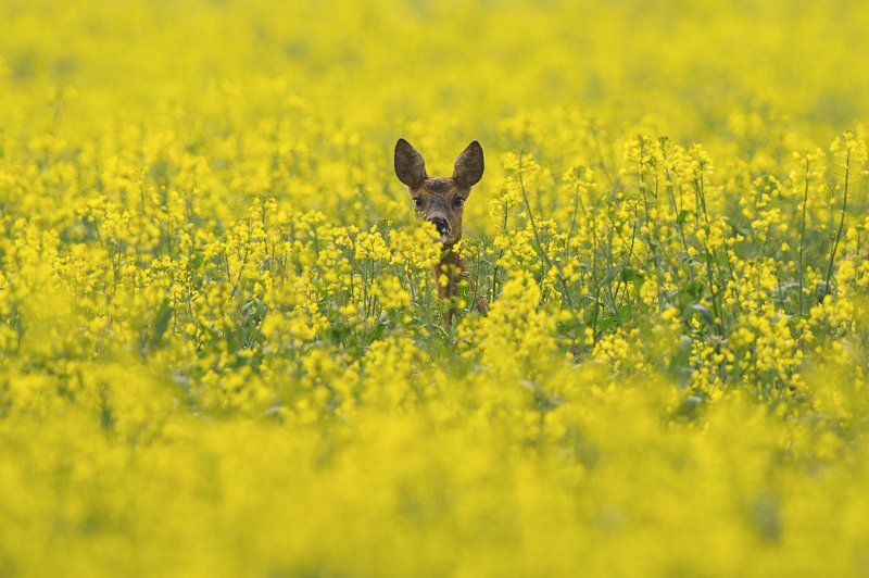 Gilbert-Fortune_photographe-animalier_jura_selection-540.jpg