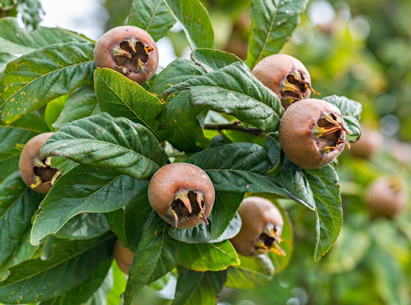Neflier-commun-mespilus-germanica.jpg