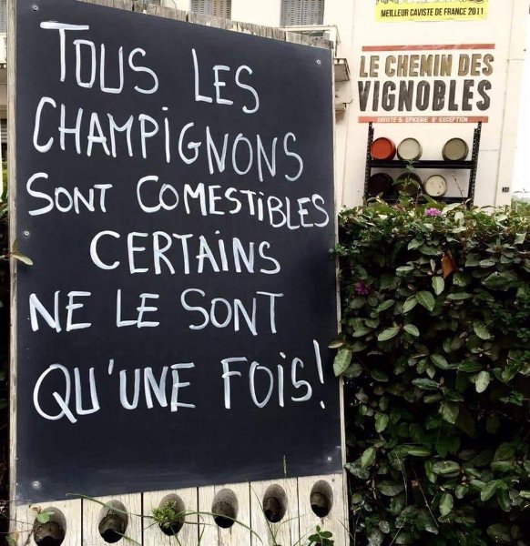 champipi.jpg