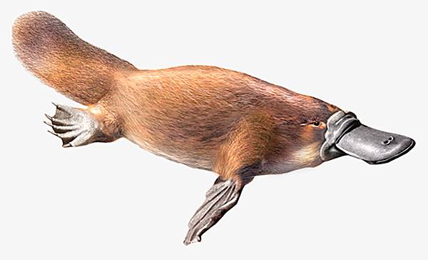 1003003-Ornithorynque.jpg