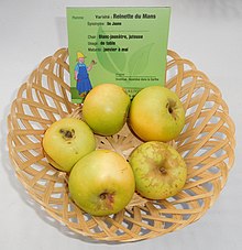 220px-Fête_des_fruits,_Reinette_du_Mans.jpg
