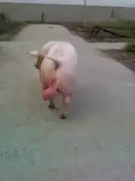 8A76C253-19DA-48C7-9F1B-02E29DC70D75.jpeg