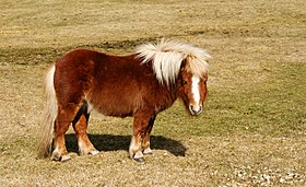 280px-Shetland_pony_-_Postbridge.jpg