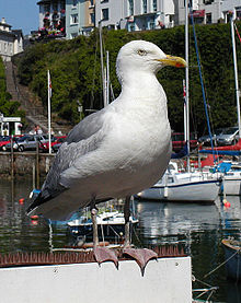 220px-Silbermöwe.jpg