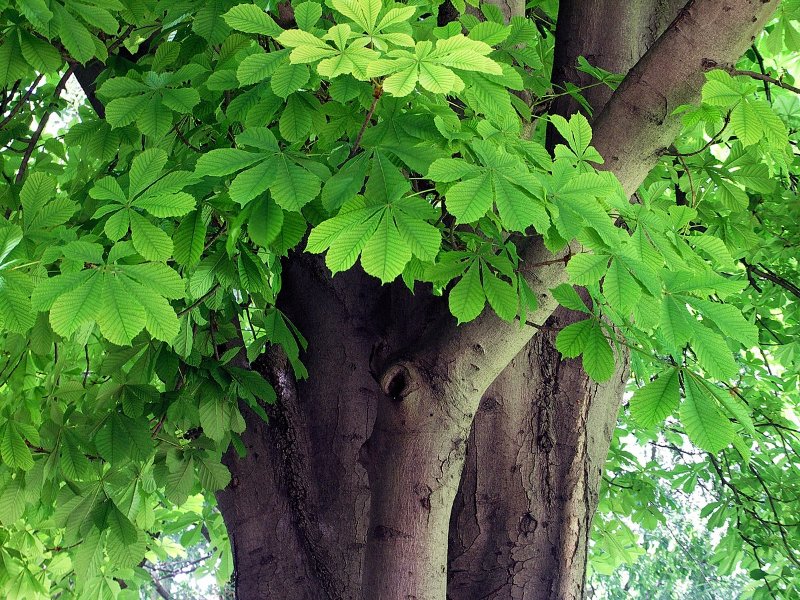 1200px-Aesculus_hippocastanum-1.jpg