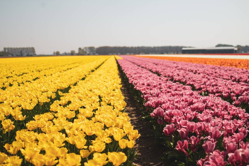 visiter-tulipes-amsterdam-cover-1600w.jpeg