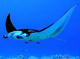 manta.jpeg