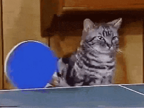 50915728-dd1c-45e1-9f42-caf51834772a_832374415603096.gif