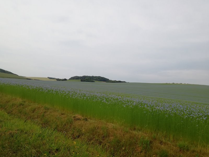 IMG_20230617_112000.jpg