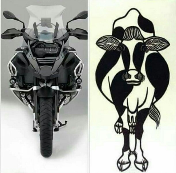 GS & vache.jpg