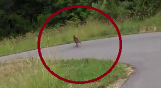 Loup Drome (2).png