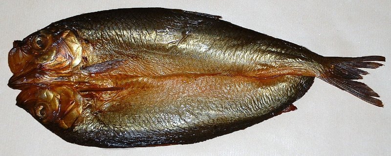 1200px-Kipper.JPG