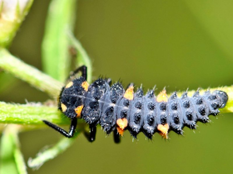 larve-de-coccinelle.jpg