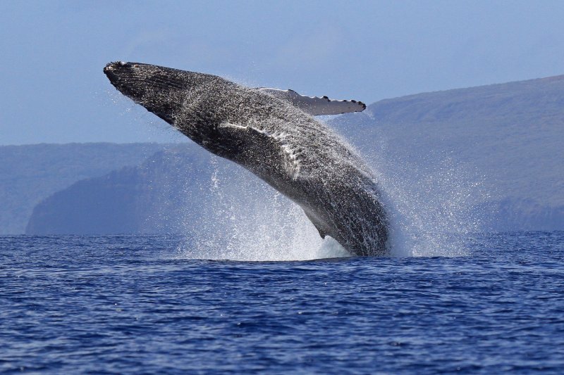 baleine-grise.jpg