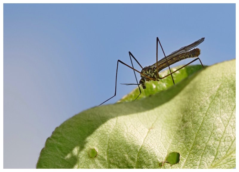 16 04 26 insecte (1).jpg