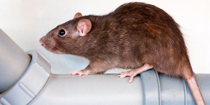 rat-danger-142502-1200-600.jpg