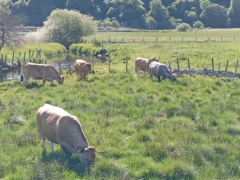 Vaches Aubrac.jpg