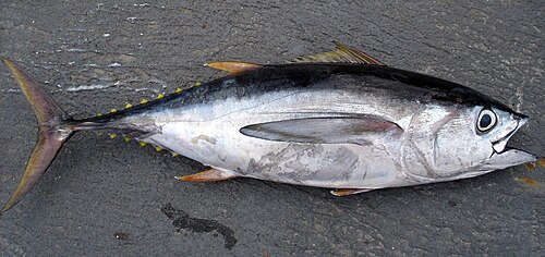 tuna.jpg
